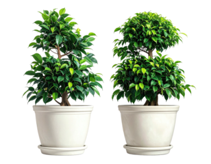 Two potted fig trees in white pots, similar shape, vibrant green foliage