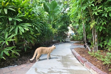 Cats at the Hemingway Home and Museum in Key West, Florida