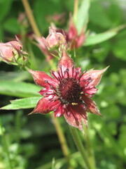 Zbliżenie na kwiat rośliny z gatunku Sabelnik © Kumulugma