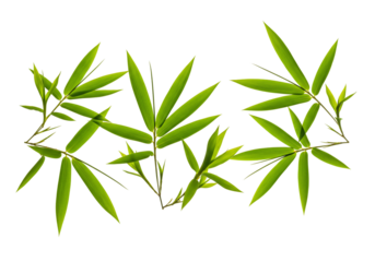 Bamboo leaves arrangement green stalk transparent background