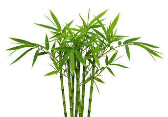 Obraz premium Bamboo stalks with leaves isolated on transparent background green plant