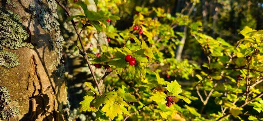 tree, forest, nature, bark, wood, green, trunk, plant, birch, moss, trees, park, outdoors, pine, leaf, spring, woods, brown, old, summer, autumn, lichen, grass, environment, landscape,boat, sea, water