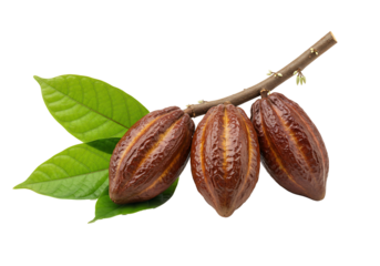 Cocoa pods on branch isolated still life composition