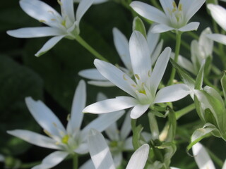 Zbliżenie na kwiat rośliny z gatunku Ornithogalum umbellatum © Kumulugma