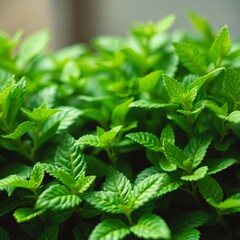 Fresh Mint's Refreshing Green: A close-up capture of vibrant, flourishing mint plants, the crisp green leaves showcasing nature's purity and the essence of herbal freshness. 