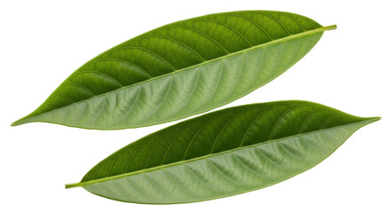 Isolated pair of green long tropical leaves natural foliage fresh plant, no background © Aino