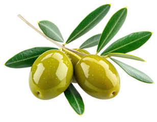 Fresh green olives on a branch with leaves