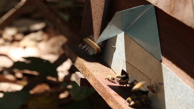 Countryside, beekeeping and farm worker hands with bee and honey farming for agriculture. Sustainability, bees wax harvest and employee in a safety suit outdoor in nature with insect farmer