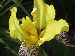 Zbliżenie na żółte kwiaty irysa © Kumulugma