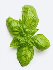 Fototapeta premium Fresh green basil leaves herb, organic cooking ingredient natural, healthy food culinary kitchen 