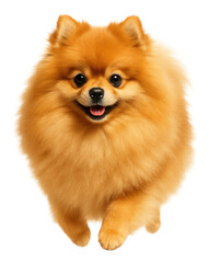 Obraz premium Isolated Pomeranian dog.