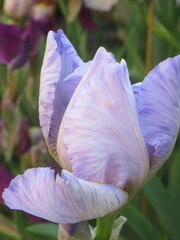 Zbliżenie na kwiat irysa © Kumulugma