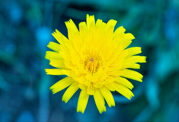 Yellow Dandelion Flower