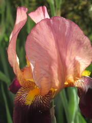 Zbliżenie na kwiat irysa © Kumulugma