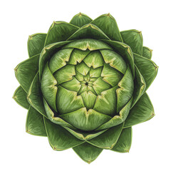 Obraz premium Detailed watercolor illustration of a fresh, green artichoke from above isolated on white background