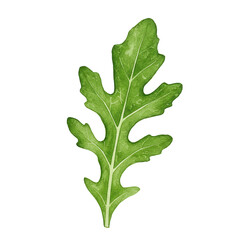 Detailed watercolor painting of a single, vibrant arugula leaf isolated on white background