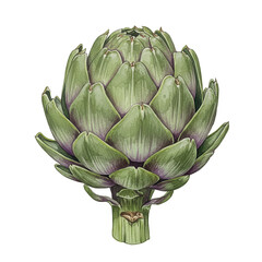 Fototapeta premium Detailed watercolor illustration of a fresh green artichoke with purple accents isolated on white background