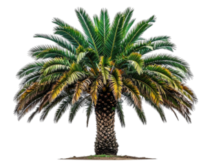 Lush palm tree with vibrant green fronds and a textured trunk