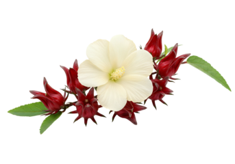 Hibiscus flower and roselle fruit arrangement on transparent background