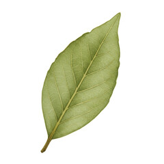 Obraz premium Detailed close-up of a vibrant green bay leaf isolated on white background