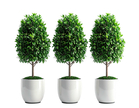 Three potted topiary trees in white pots