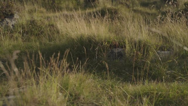 Peaceful nature shot of a person walking slowly through high alpine grass in K&uuml;htai, Austria. Ideal for wellness, lifestyle, or slow travel videos.