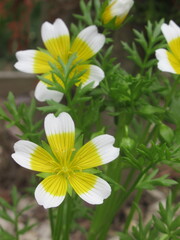 Zbliżenie na kwiat rośliny z gatunku Limnanthes douglasii © Kumulugma