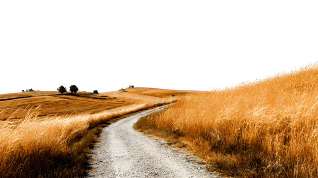 Rural dirt road through golden fields, isolated on transparent background