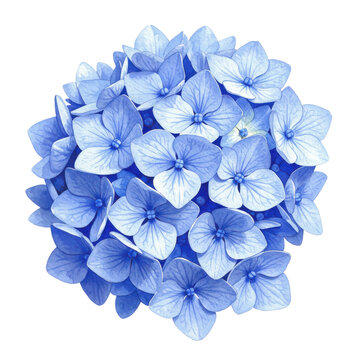 Watercolor hydrangea bloom delicate blue petals in spherical floral arrangement isolated on white background