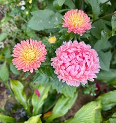 pink chrysanthemum