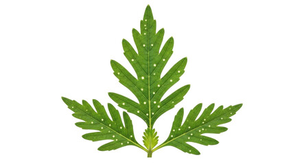 Isolated green leaf with white spots pattern, plant part, botanical, floral cutout, nature