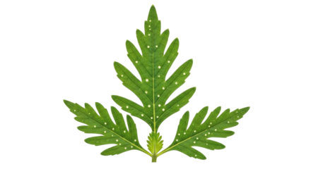 Isolated green leaf with white spots pattern, plant part, botanical, floral cutout, nature