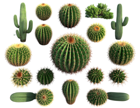 Various cactus plants, arranged in a circular pattern against a black background