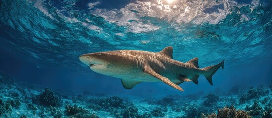 Obraz premium Large Shark Swimming in Vibrant Turquoise Ocean Waters Sunlight