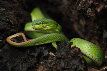 A striking bright green White-lipped Pit Viper is coiled in a dark, rocky crevice. It has vivid yellow eyes and a focused, ready posture.