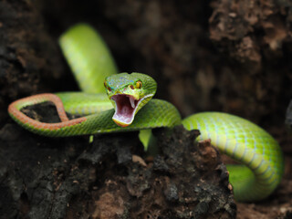 A striking bright green White-lipped Pit Viper is coiled in a dark, rocky crevice. It has vivid yellow eyes and a focused, ready posture.