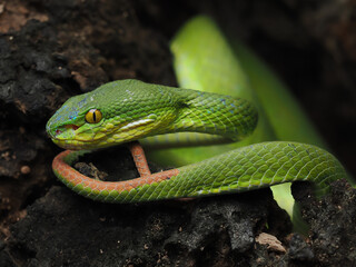 Fototapeta premium A striking bright green White-lipped Pit Viper is coiled in a dark, rocky crevice. It has vivid yellow eyes and a focused, ready posture.