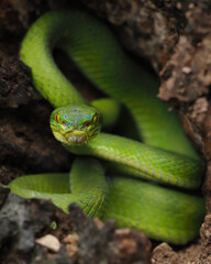 A striking bright green White-lipped Pit Viper is coiled in a dark, rocky crevice. It has vivid yellow eyes and a focused, ready posture.