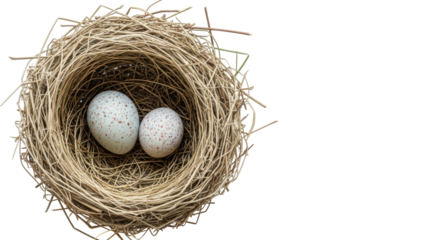 Isolated bird's nest containing two speckled eggs, natural element, delicate springtime, spring