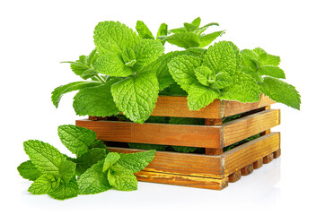 Green mint leaves. Fresh aromatic herbs in wooden box. Organic natural plant leaf. Isolated on white background