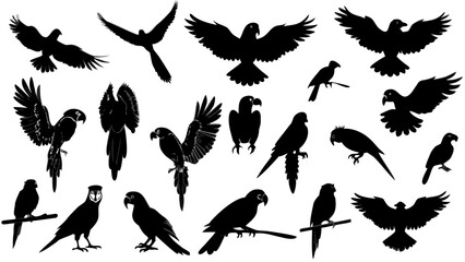 Obraz premium set of silhouettes of parrots