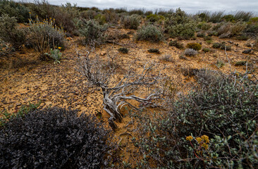 Beautiful fynbos plants and flowers in the Biedouw Valley, Western Cape, South Africa.
