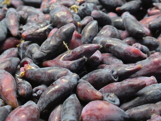 Zbliżenie na owoce jagody kamczackiej © Kumulugma