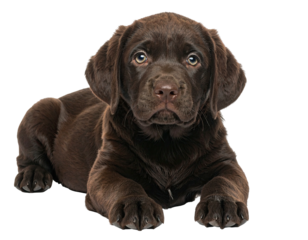 Chocolate Labrador puppy, lying, looking directly at viewer
