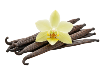 Vanilla bean and flower arrangement on transparent background still life