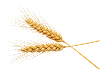 Wheat stalk isolated on transparent background agriculture crop grain harvest food