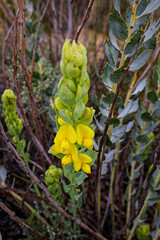 Beautiful fynbos plants and flowers in the Biedouw Valley, Western Cape, South Africa.