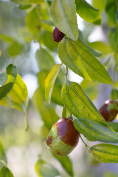 Ripe ziziphus fruits on a branch