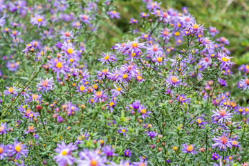 Alpine aster