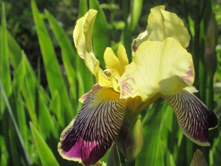 Zbliżenie na kwiat irysa © Kumulugma